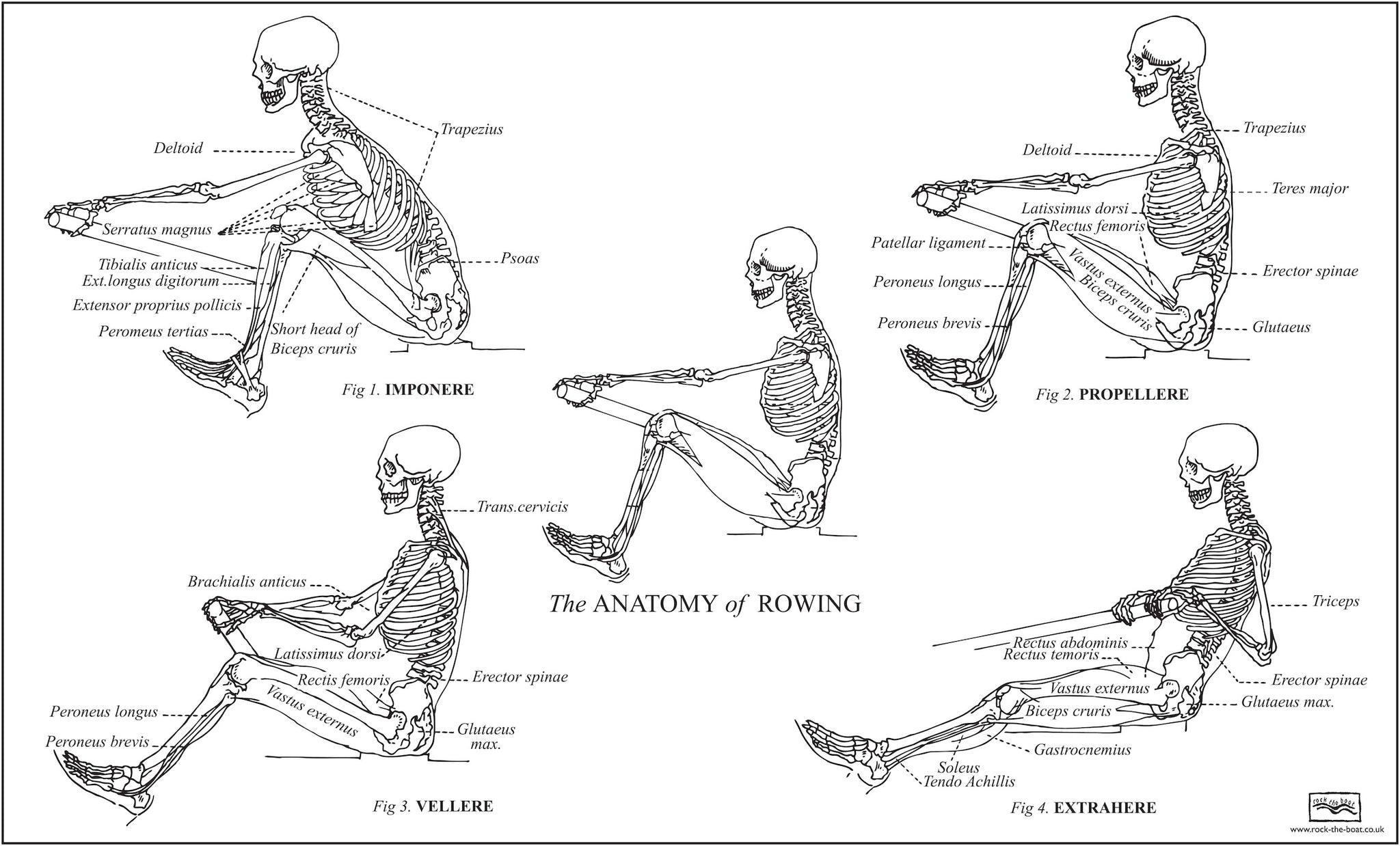 Anatomy of Rowing Poster