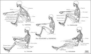 Anatomy of Rowing Poster